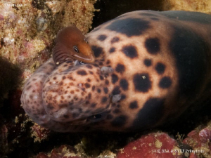 Help! Moray eel eating a young moray (Scuticaria tigrina). by Bea & Stef Primatesta 